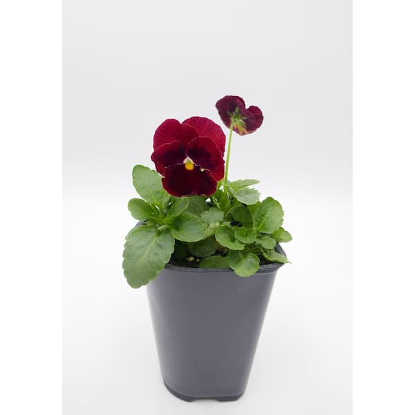 BELL NURSERY 4.5 in. Red Pansy Annual Live Plant, Red Flowers (4-Pack)
