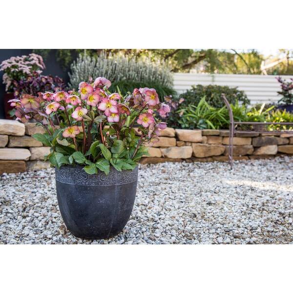 FROSTKISS 2.5 qt. Cheryl's Shine Hellebore Perennial Plant with Light Pink Flowers (1-Pack)
