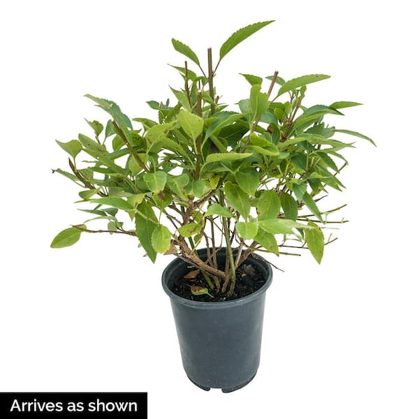 1 Gal. Pot,  Lynwood Gold Forsythia Shrub, Yellow Flowering Potted Plant (1-Pack)