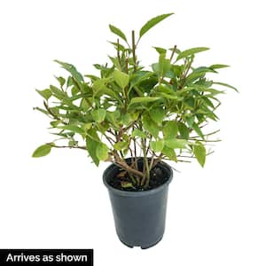 2.50 qt. Pot Lynwood Gold Forsythia Flowering Shrub Grown (1-Pack)