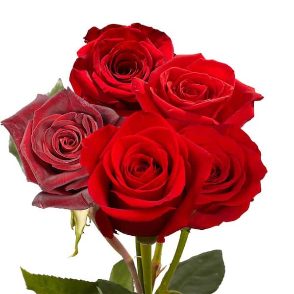 GeSkincareSheets Fresh Rose Plus 360枚セット GeSkincareSheets