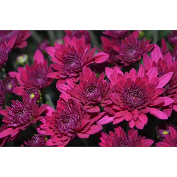 BELL NURSERY 10 in. Purple Mum Annual Outdoor Live Plant in Hanging Flower Basket