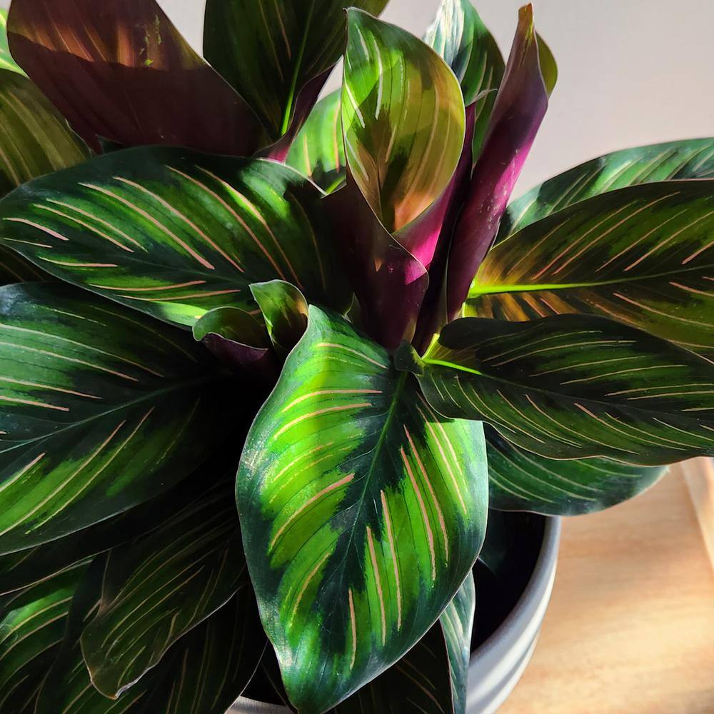 Calathea Ornata Pinstripe Plant in Black Plastic Pot