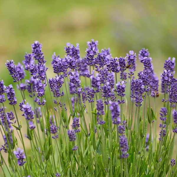 3.25 in. Lavender Super Blue Plant (3-Pack)