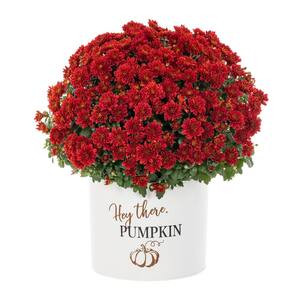 3 Qt. Live Red Chrysanthemum (Mum) Plant for Fall Porch or Patio in Decorative Hey There Pumpkin Tin (1-Pack)