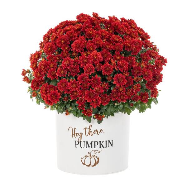 Vigoro 3 Qt. Live Red Chrysanthemum (Mum) Plant for Fall Porch or Patio