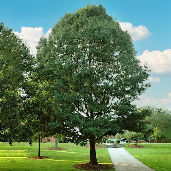 Unbranded 1 Gal. Shumard Oak Shade Tree