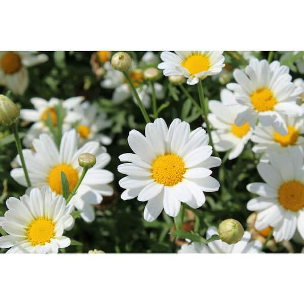 Marguerite Daisy Tree