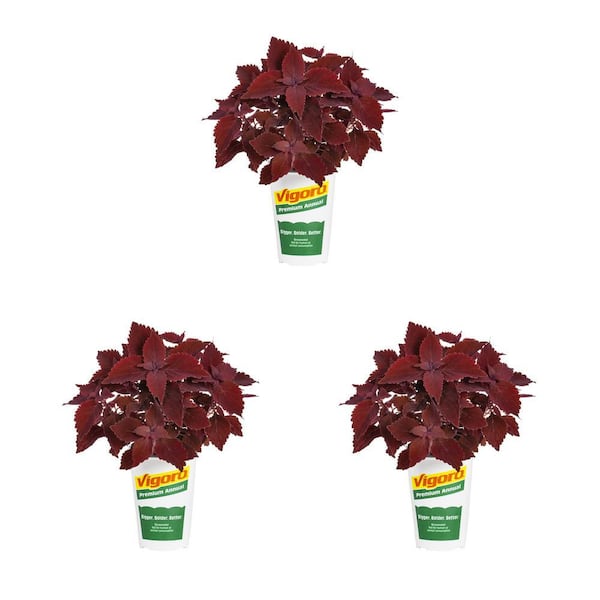Vigoro 2 Qt. Coleus Mainstreet Beale Street Annual Plant (3-Pack)