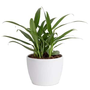Silver Streak Indoor Plant in 6 in. White Planter, Avg. Shipping Height 1-2 ft. Tall