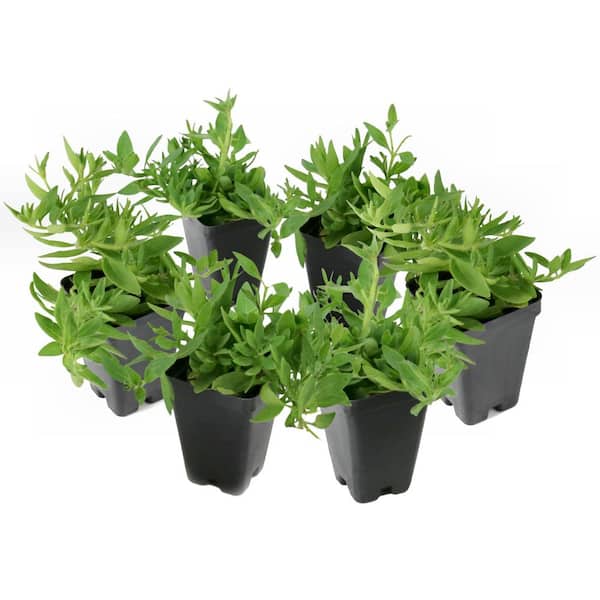 2.5 in. Navy Velour Easy Wave Petunia Annual Plant with Deep Purple Flowers (6-Pack)