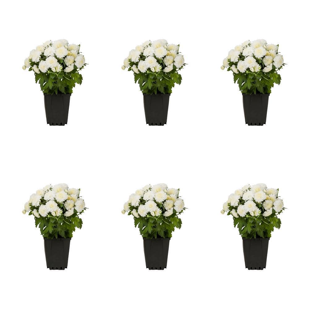 MARRYME PERL MYUMYU CHAN ホワイト METROLINA GREENHOUSES 1 Pt. Mum White Chrysanthemum