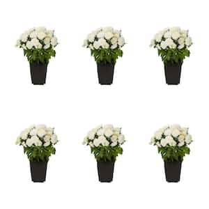 1 Pt. Mum White Chrysanthemum Perennial Plant (6-Pack)