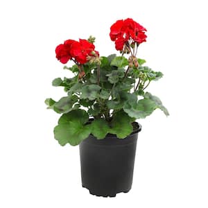 Red Geranium Zonal Outdoor Garden Annual Plant in 2.5 qt. Grower Pot