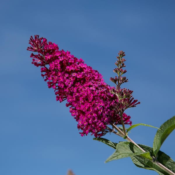 2 Gal. Funky Fuchsia Butterfly Bush Flowering Shrub with Fragrant Reddish-Pink Flowers
