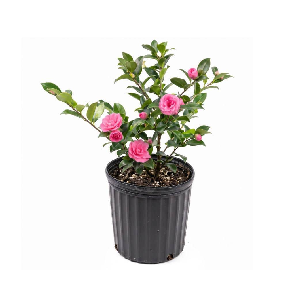 カメリアぺージ national PLANT NETWORK 3 Gal. Camellia Shi Shi Shrub with Pink