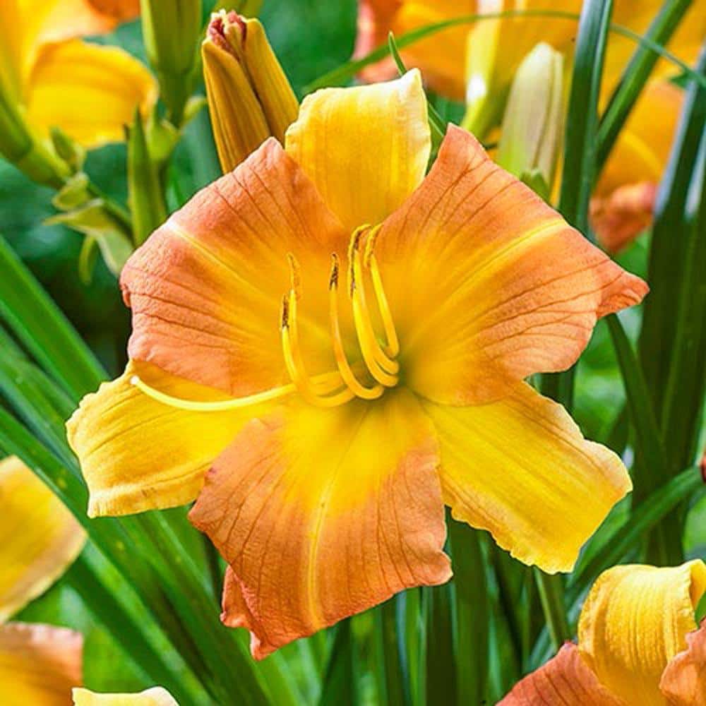Spring Hill Nurseries EveryDaylily Yellow-Orange Flowreing Punch