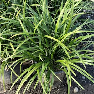 #1 Container Giant Turf Lily Plants (4-Pack)