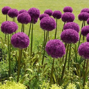 Color Collection Multi-Colored Allium Bulbs (25-Pack)