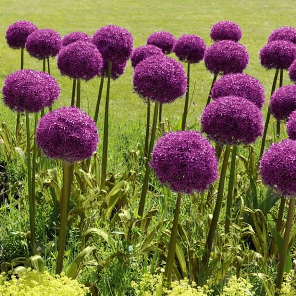 national PLANT NETWORK Color Collection Multi-Colored Allium Bulbs (25-Pack)