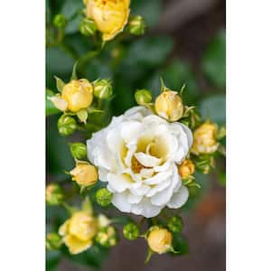 1 Gal. Popcorn Drift Rose Bush with Soft Yellow Flowers (2-Pack)