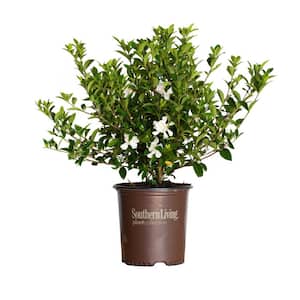 2 Gal. Jubilation Gardenia, Live Evergreen Shrub, White Fragrant Blooms