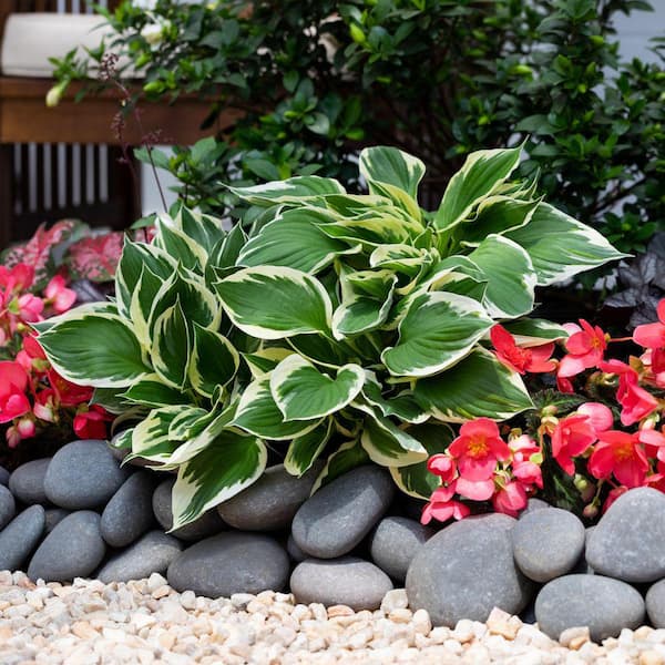 1.5 Qt. Hosta Minuteman Perennial Plant (5-Pack)