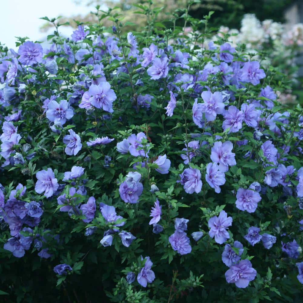 Blue Chiffon Hibiscus in 2-Gallon Container