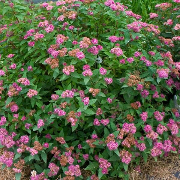 PROVEN WINNERS 3 Gal. Double Play Artisan Spirea ColorChoice Shrub