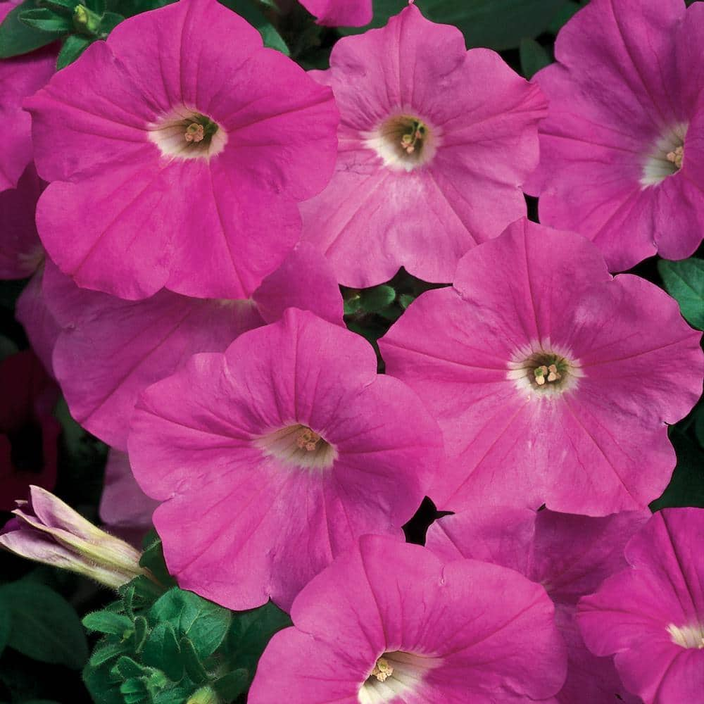 Wave 1.75 L Pink Petunia Annual Plant with Pink Flowers (4-Pack) 46885 ...