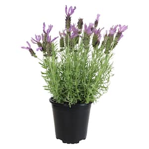 Spanish Lavender Outdoor Garden Perennial Plant with Blue-Purple Flowers in 2.5 qt. Grower Pot