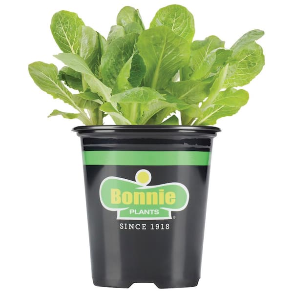 Bonnie Plants 19 oz. Green Romaine Lettuce Plant