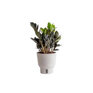 Trending Tropical Raven ZZ Indoor Plant in 6 in. Pot, Avg. Shipping Height 10 in. Tall