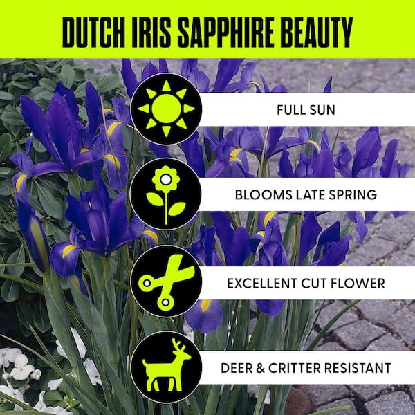 Dutch Iris Bulbs Sapphire Beauty (Set of 25)
