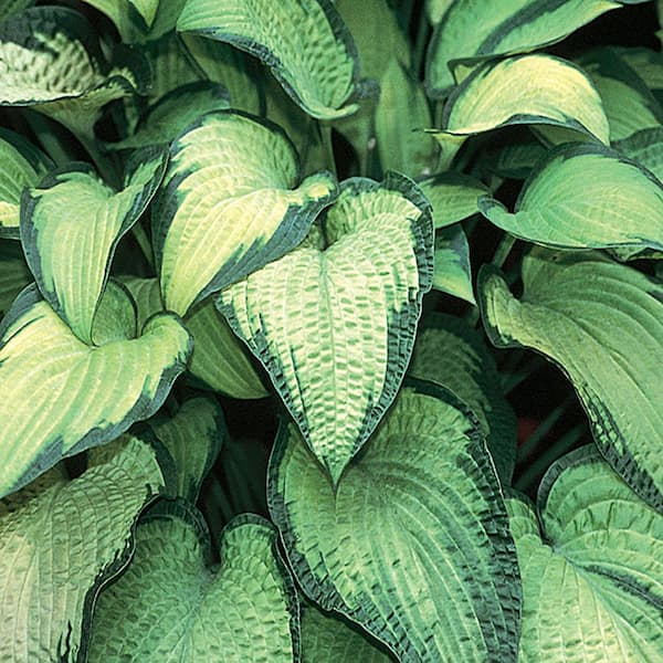 METROLINA GREENHOUSES 2.5 Qt. Paul's Glory Variegated Hosta Plant