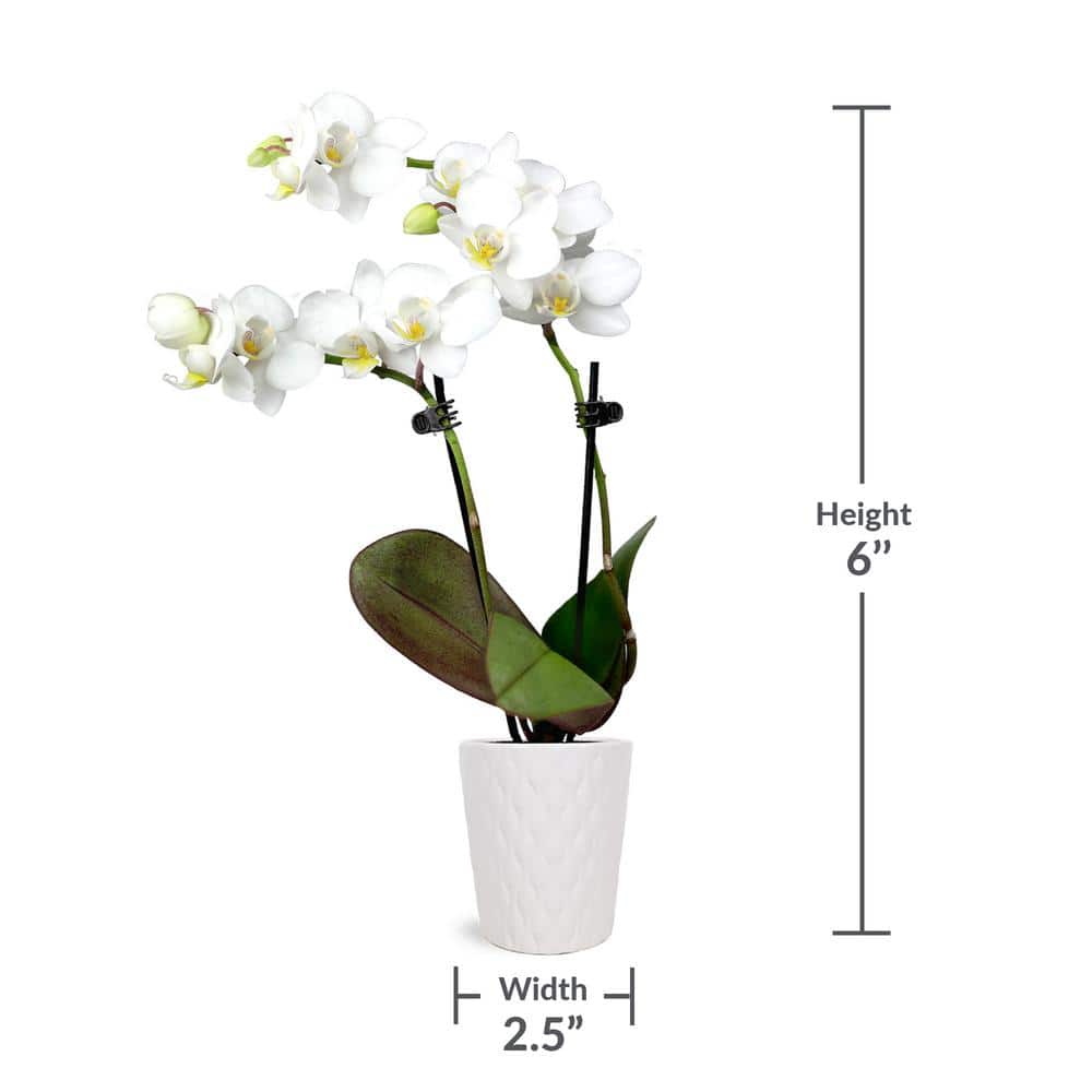 White and Yellow Mini Orchid in Ceramic Pot