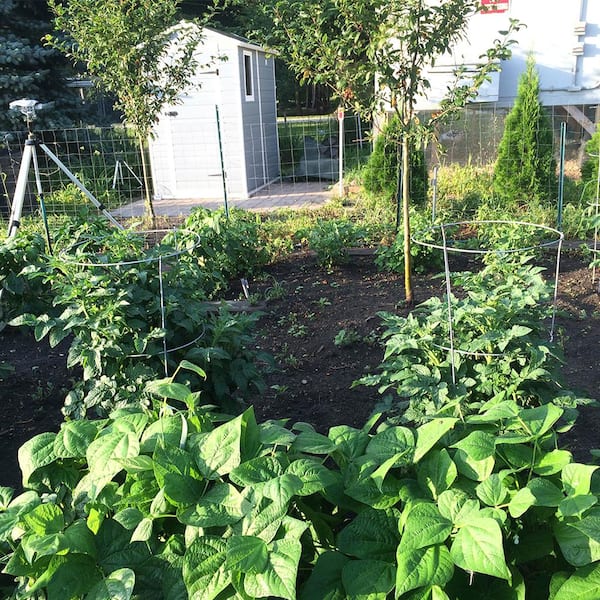 Vigoro 42 in. Heavy-Duty Galvanized Tomato Cage 704009VG - The