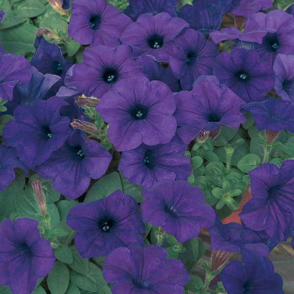 Unbranded 4 in. Blue Multi-Flora Petunia Plant (6-Pack)