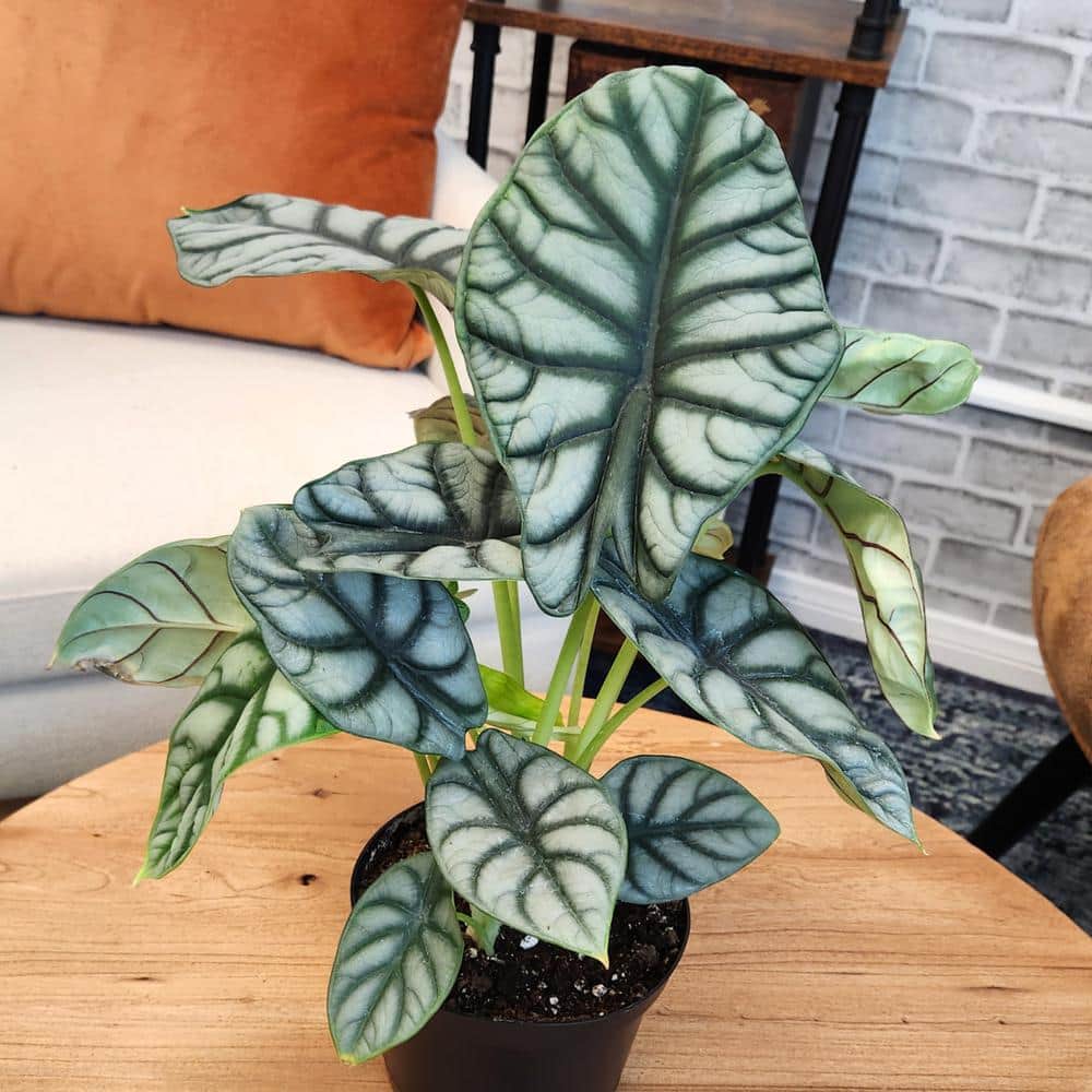 Silver Dragon Alocasia in Black Plastic Planter