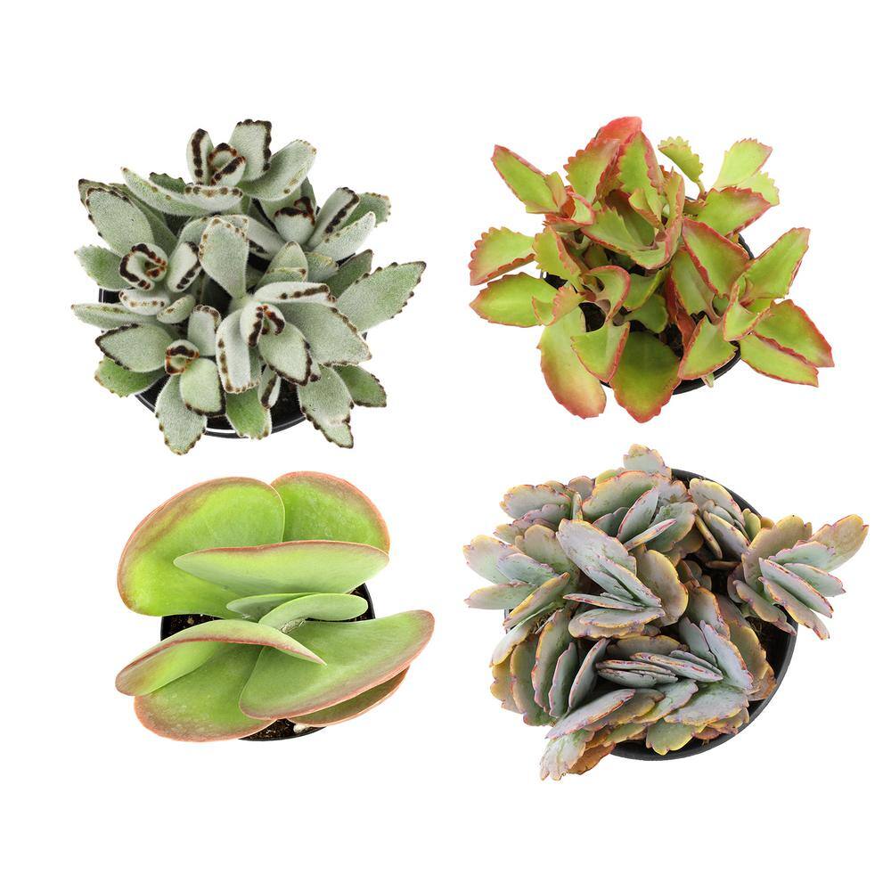 Large Indoor/Outdoor Kalanchoe Succulent 4-Pack with Multicolor Leaves