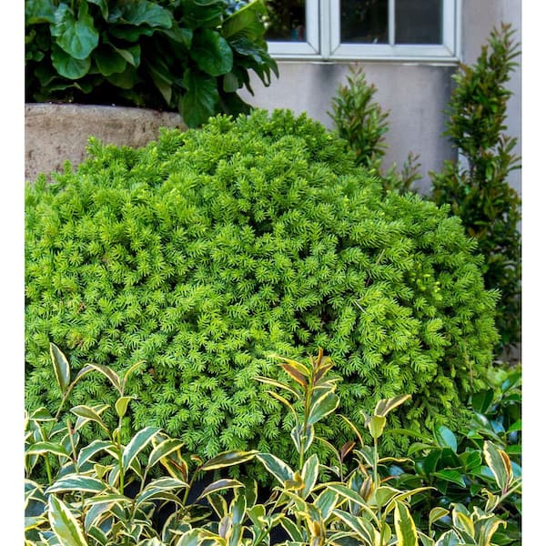 SOUTHERN LIVING 2.5 Qt. Dragon Prince Cryptomeria (Dwarf