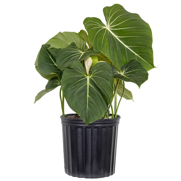 United Nursery Live Philodendron Gloriosum Exotic Houseplant in 10 inch Grower Pot
