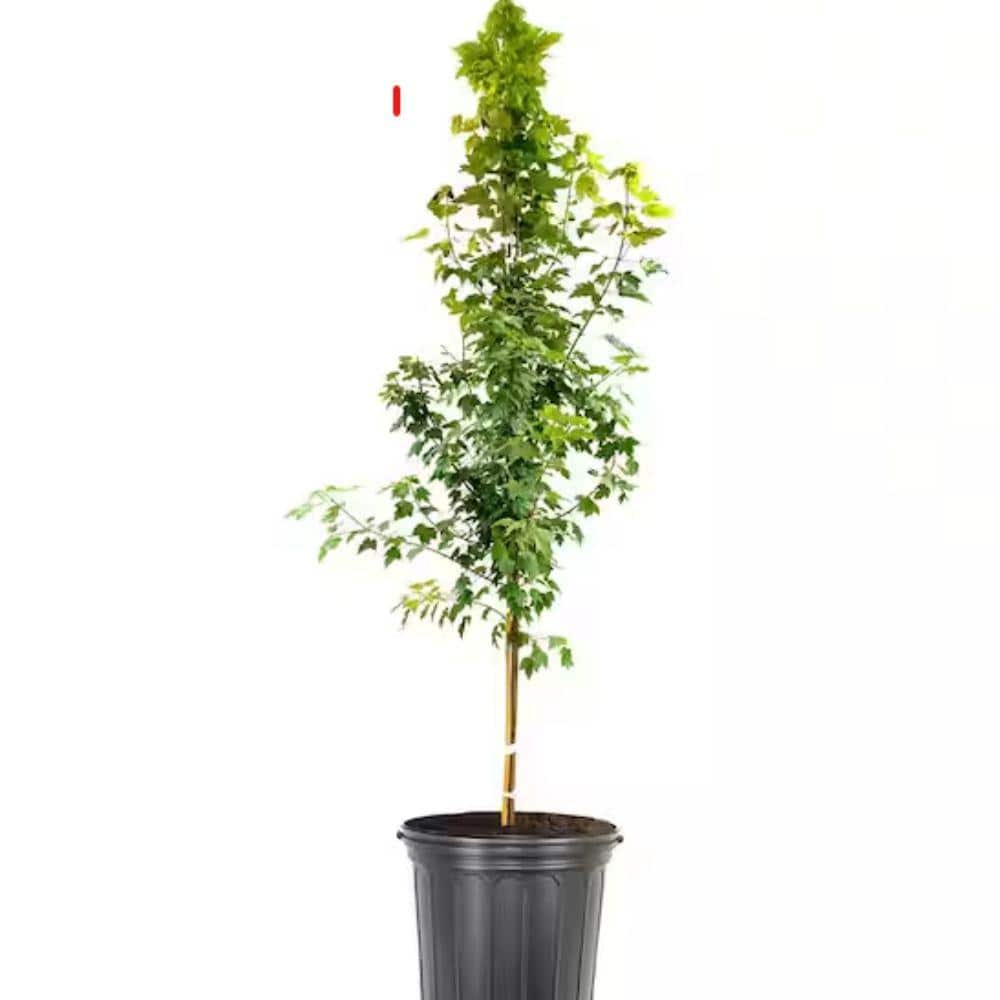 7 Gal. Sun Valley Maple Shade Tree MAPSVA07G - The Home Depot