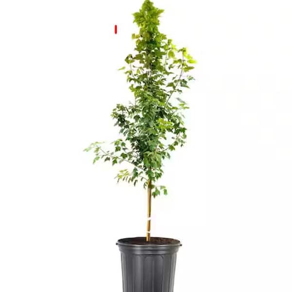 Unbranded 7 Gal. Sun Valley Maple Shade Tree