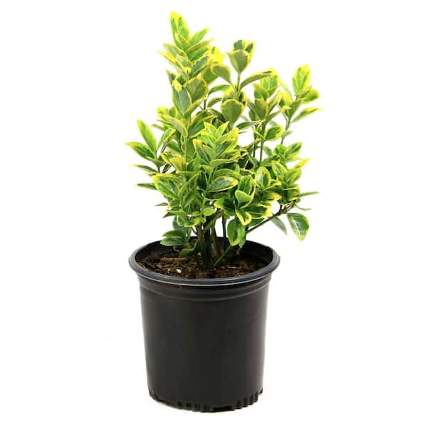 national PLANT NETWORK 2.5 Qt. Euonymus Golden Flowering Shrub with White Blooms