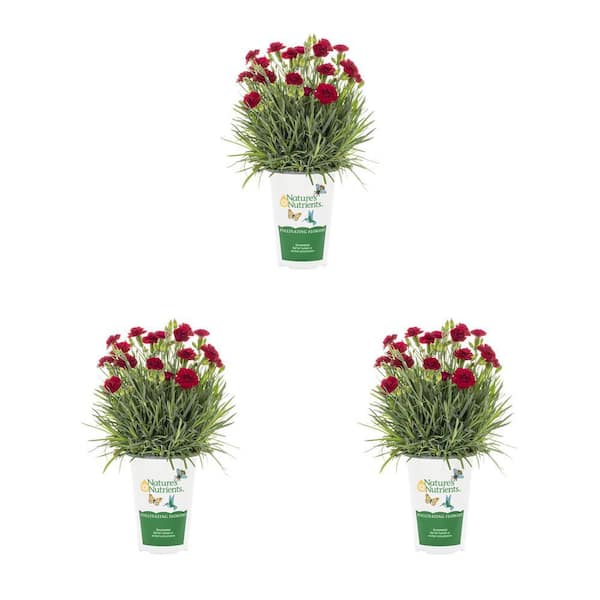 Vigoro 2 qt. Dianthus Carnation Scent First Passion Red Perennial Plant (3-Pack)