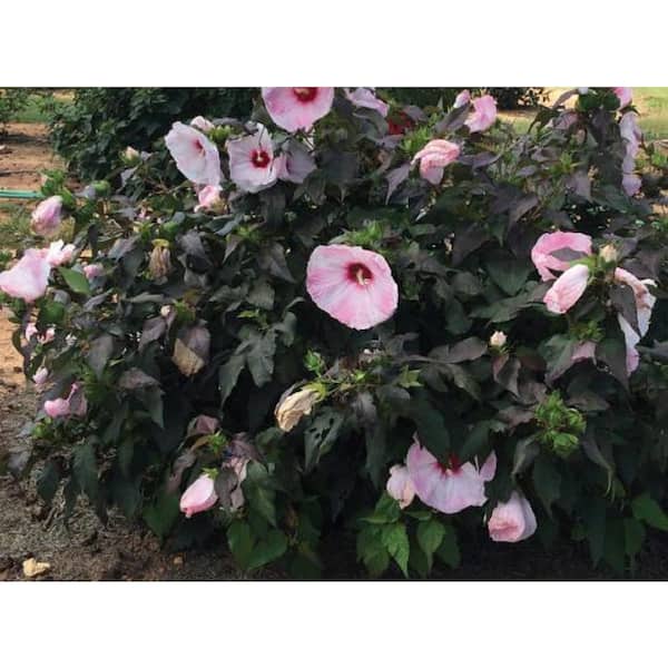 Head Over Heels® Dream™ Hibiscus - Star® Roses and Plants