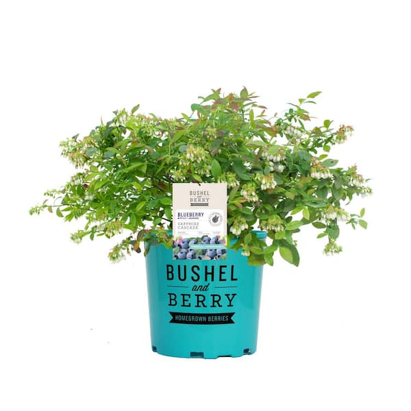 BUSHEL AND BERRY 1 Gal. Bushel and Berry Sapphire Cascade Hanging ...