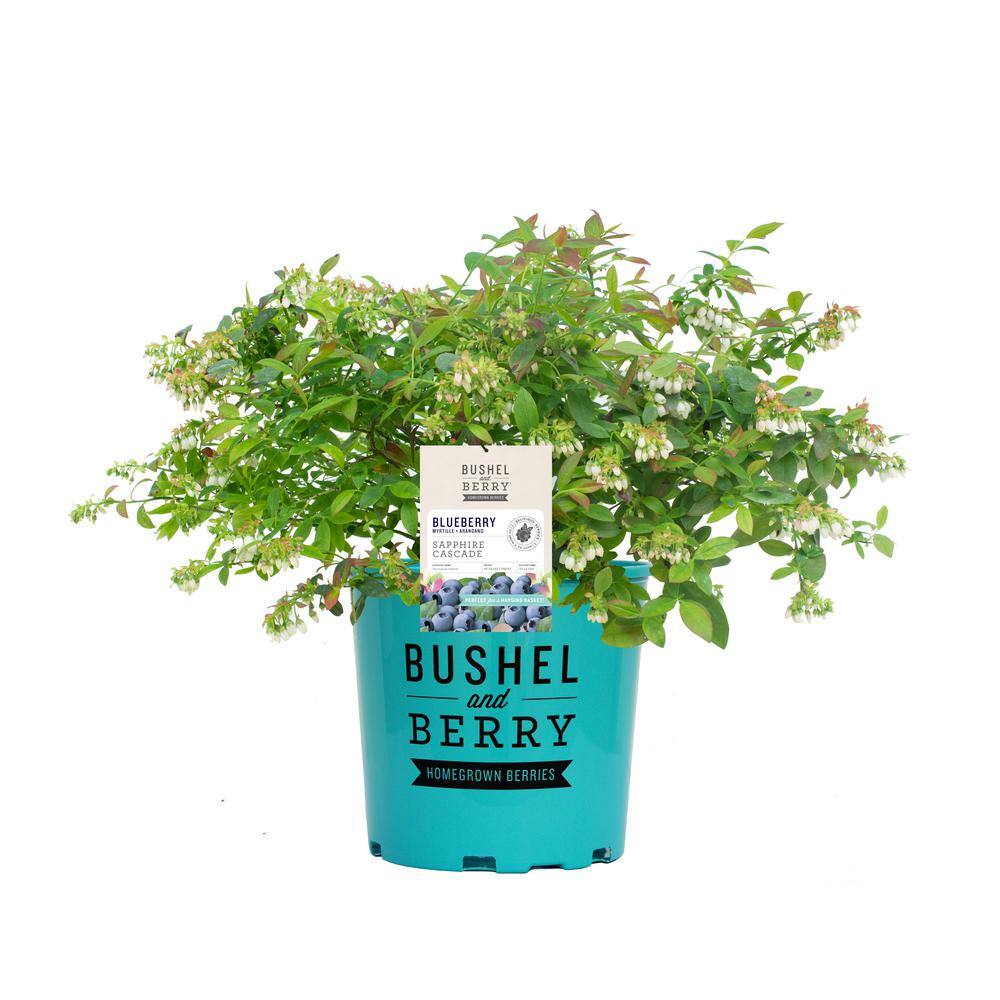 Sapphire Cascade Blueberry Plant with Lush Green Foliage