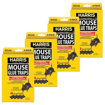 Mouse Traps Indoor For Home Sticky Pest Control Adhesive - Temu